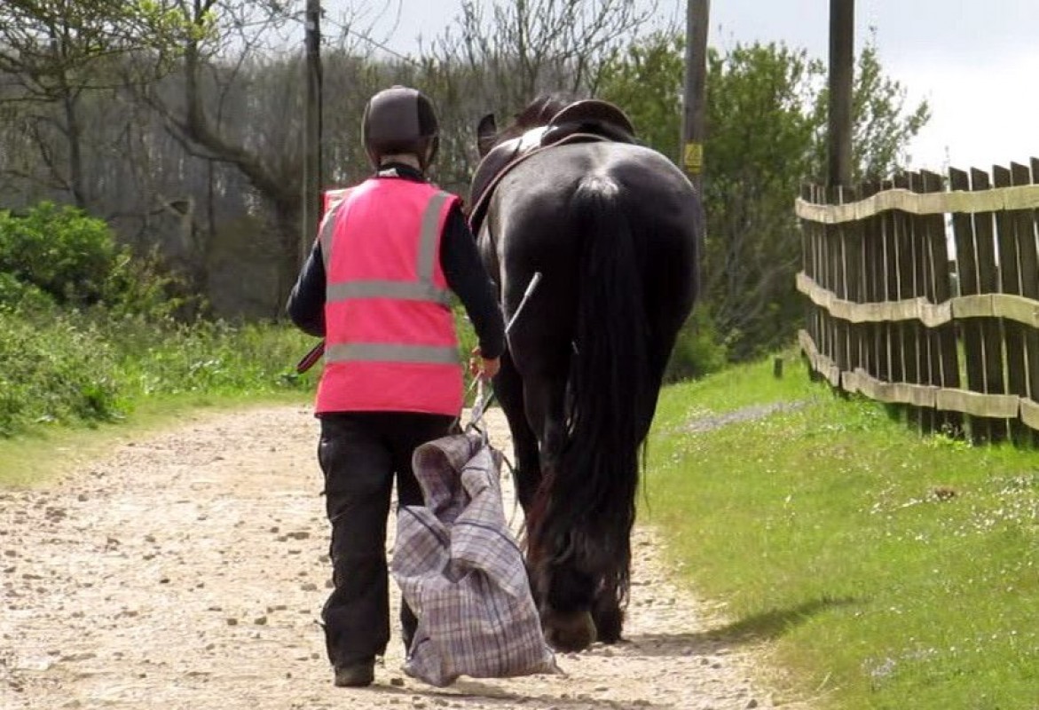 My Safe Cobs Course WALKING WITH HORSES